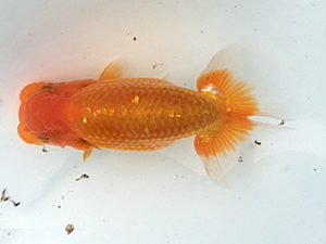 湘南らんちゅう会　研究会　3位　加藤貞信