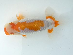 湘南らんちゅう会　研究会　4位　高橋大祐