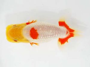 第6回駿河らんちゅう会品評大会　東大関　吉村友良　富士市