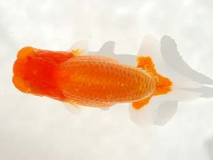 第6回駿河らんちゅう会品評大会　西大関　山本正郎　沼津市