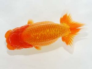 第6回駿河らんちゅう会品評大会　東取締　鈴木克己　浜松市