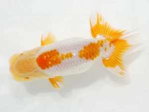 第6回駿河らんちゅう会品評大会　西取締　海野貴史　静岡市