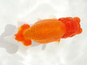 第6回駿河らんちゅう会品評大会　東大関　大村瀧次　三島市