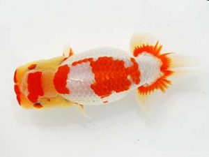 第6回駿河らんちゅう会品評大会　西大関　石川暢彦　富士市