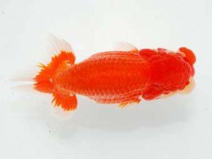 第6回駿河らんちゅう会品評大会　立行司　吉村友良　富士市