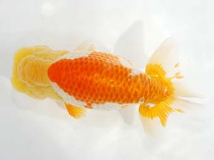 第6回駿河らんちゅう会品評大会　東取締　山田裕良　沼津市