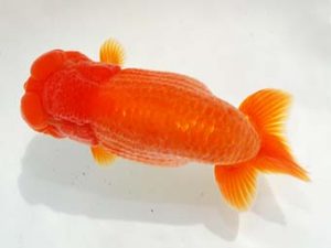 第6回駿河らんちゅう会品評大会　西取締　庄村　清　山梨