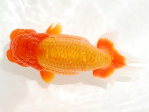 第6回駿河らんちゅう会品評大会　西大関　吉村友良　富士市