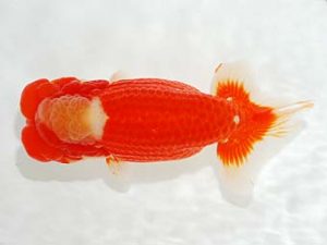 第6回駿河らんちゅう会品評大会　立行司　平井恵次　太田市