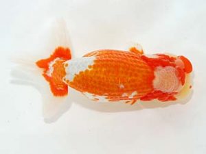 第6回駿河らんちゅう会品評大会　東取締　田島　貢　函南町