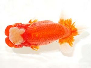 第6回駿河らんちゅう会品評大会　西取締　山田裕良　沼津市