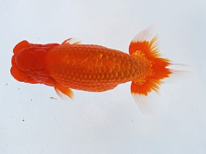 徳島愛錦会　東大関　真鍋弘義　香川