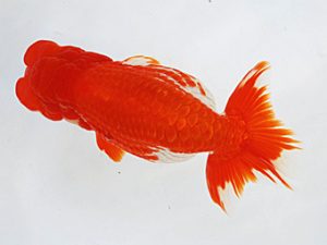 徳島愛錦会　西大関　吉成志朗　徳島