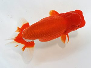 徳島愛錦会　立行司　島崎大輔　徳島