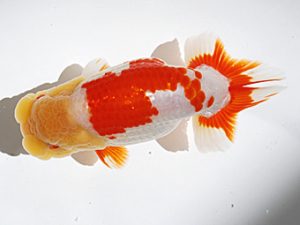 徳島愛錦会　東取締　寒川秀春　香川