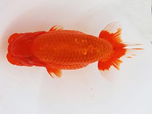 徳島愛錦会　西取締　川村和己　高知