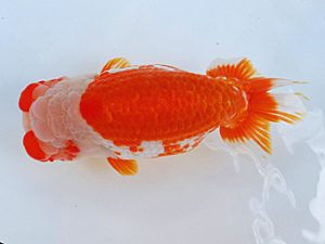 徳島愛錦会　東大関　林　淳　徳島