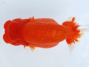 徳島愛錦会　西大関　田中　勉　香川