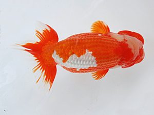 徳島愛錦会　立行司　吉成志朗　徳島