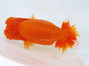 徳島愛錦会　東取締　藤原博文　徳島