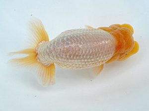 徳島愛錦会　西取締　吉成志朗　徳島