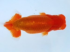 徳島愛錦会　東大関　西川　敬　香川