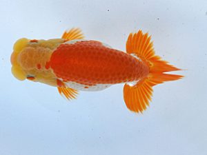 徳島愛錦会　立行司　藤原博文　徳島