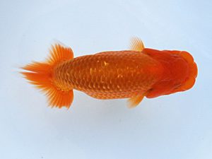 徳島愛錦会　東取締　寒川秀春　香川