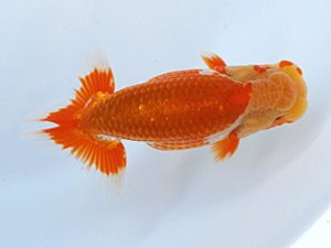 徳島愛錦会　西取締　下田直樹　高知