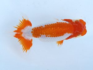 徳島愛錦会　東大関　平田哲也　徳島