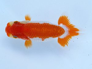 徳島愛錦会　西大関　藤原博文　徳島