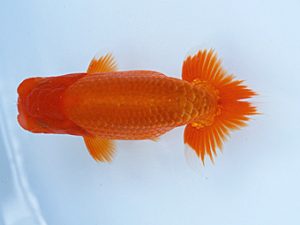 徳島愛錦会　東取締　瀬野正樹　徳島