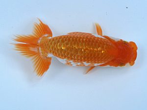 徳島愛錦会　西取締　坂野　清　徳島