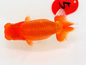 西日本金魚愛好会　東大関　金子博昭　下関観魚