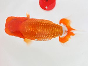 西日本金魚愛好会　西大関　山本俊行　熊蘭会