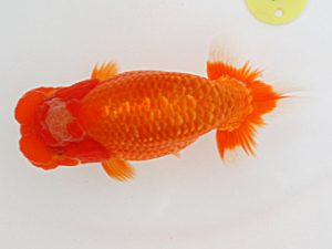 西日本金魚愛好会　東取締　大坪辰昭　鳥栖みやき