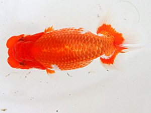 西日本金魚愛好会　西取締　山田英幸　弥生会