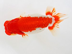 西日本金魚愛好会　東大関　近藤祐介　東鱗会