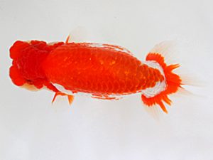 西日本金魚愛好会　立行司　埋金龍二　鳥栖みやき