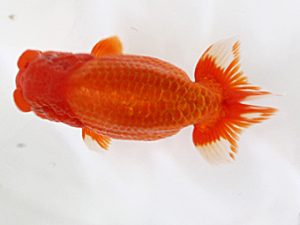 西日本金魚愛好会　東取締　東　秀明　日らん佐賀