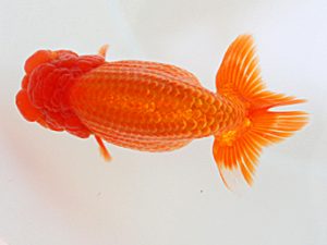 西日本金魚愛好会　西取締　東　秀明　日らん佐賀