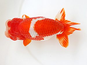 西日本金魚愛好会　東大関　東　秀明　日らん佐賀