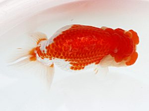 西日本金魚愛好会　西取締　臼杵直樹　大分らんちゅう