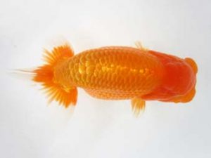 豊橋優遊会　東大関　杉浦久敏　豊橋