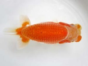 豊橋優遊会　西大関　金　敏幸　豊橋