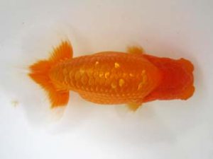 豊橋優遊会　東取締　鈴木和也　沼津