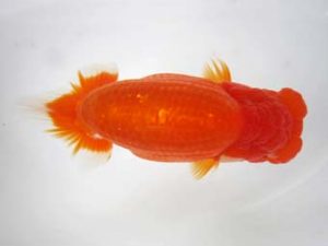 豊橋優遊会　西取締　松橋　悟　豊橋