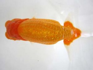 豊橋優遊会　東大関　杉浦久敏　豊橋