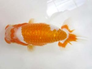 豊橋優遊会　西大関　皿井重典　豊橋