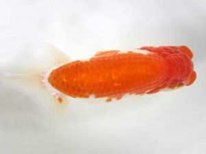 豊橋優遊会　立行司　福井利夫　豊橋